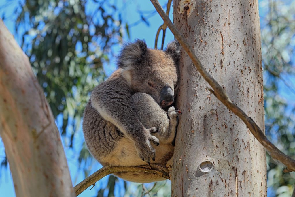 koala-habitat-rescue-conservation-ecology-centre-cape-otway